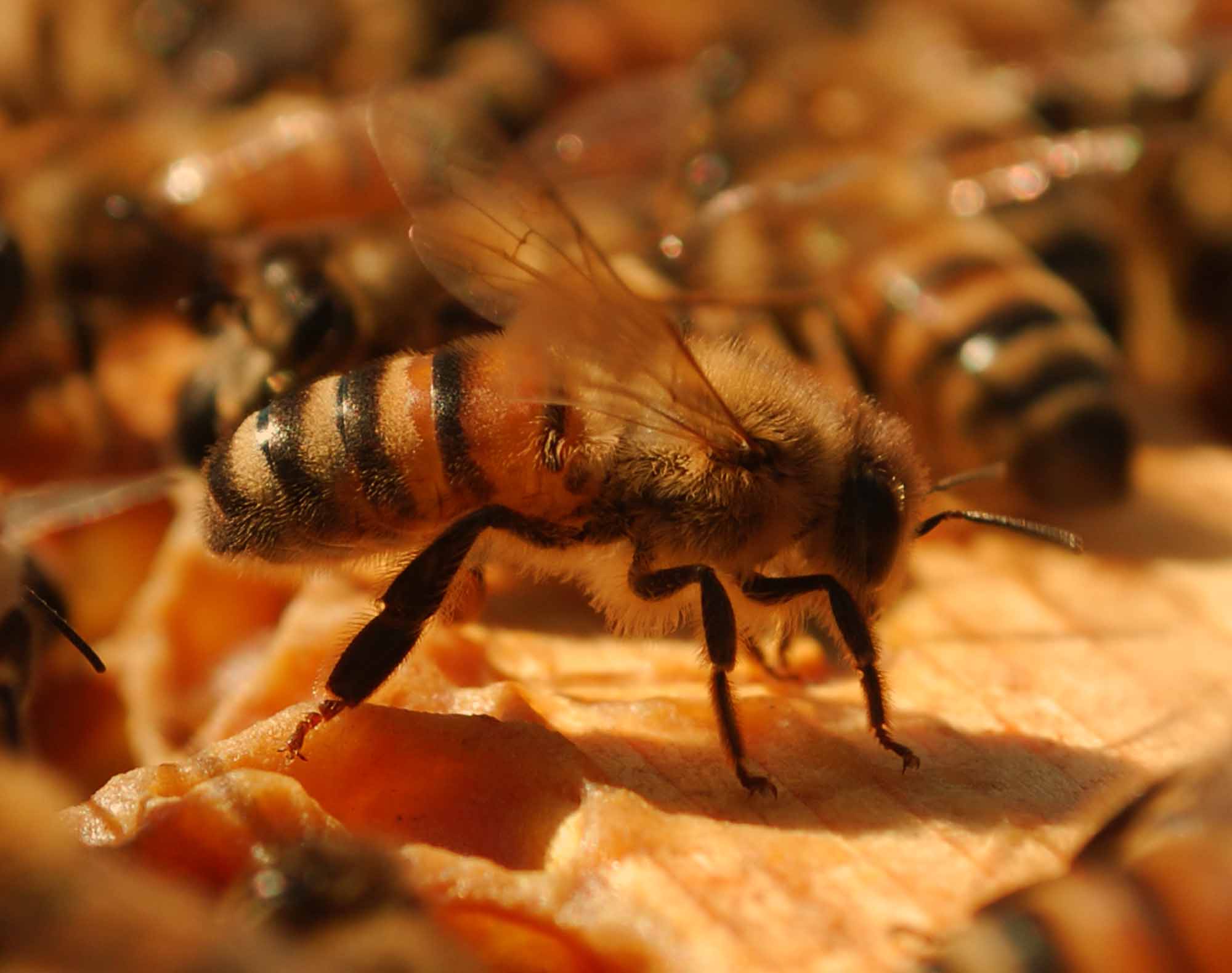 Apicoltura: scelta delle api