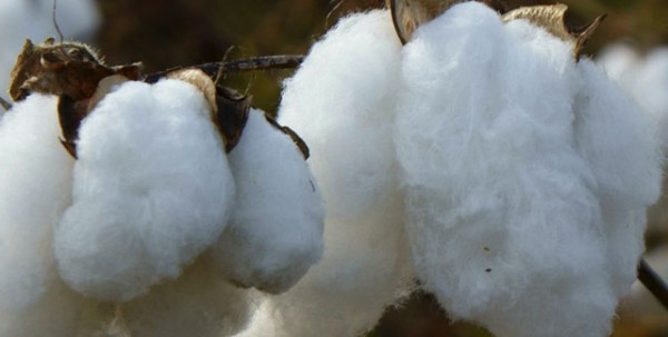 Cotone biologico
