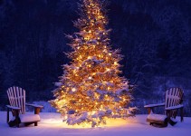 Come scegliere l'albero di Natale giusto per rispettare l'ambiente
