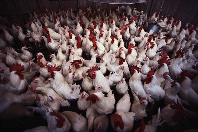 tutto quello che non sappiamo sugli allevamenti intensivi