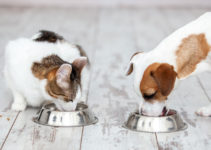 Come alimentare cani e gatti