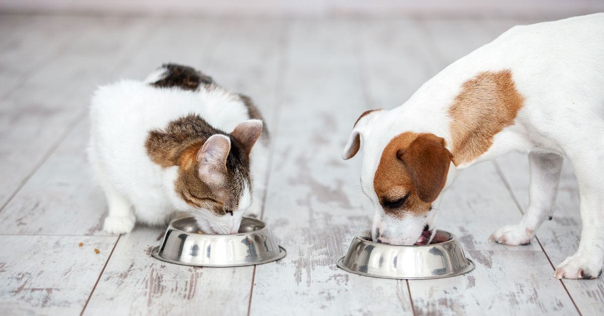 Come alimentare cani e gatti