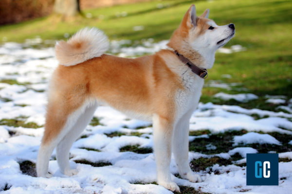 cane akita inu