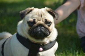 Cane Carlino: tutto quello che c'è da sapere