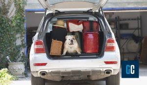 Animali e viaggi in auto