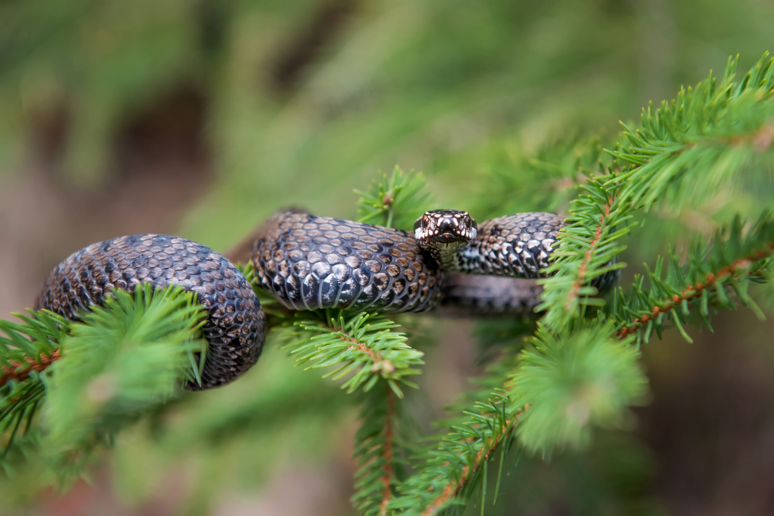 Morso di Vipera: come procedere