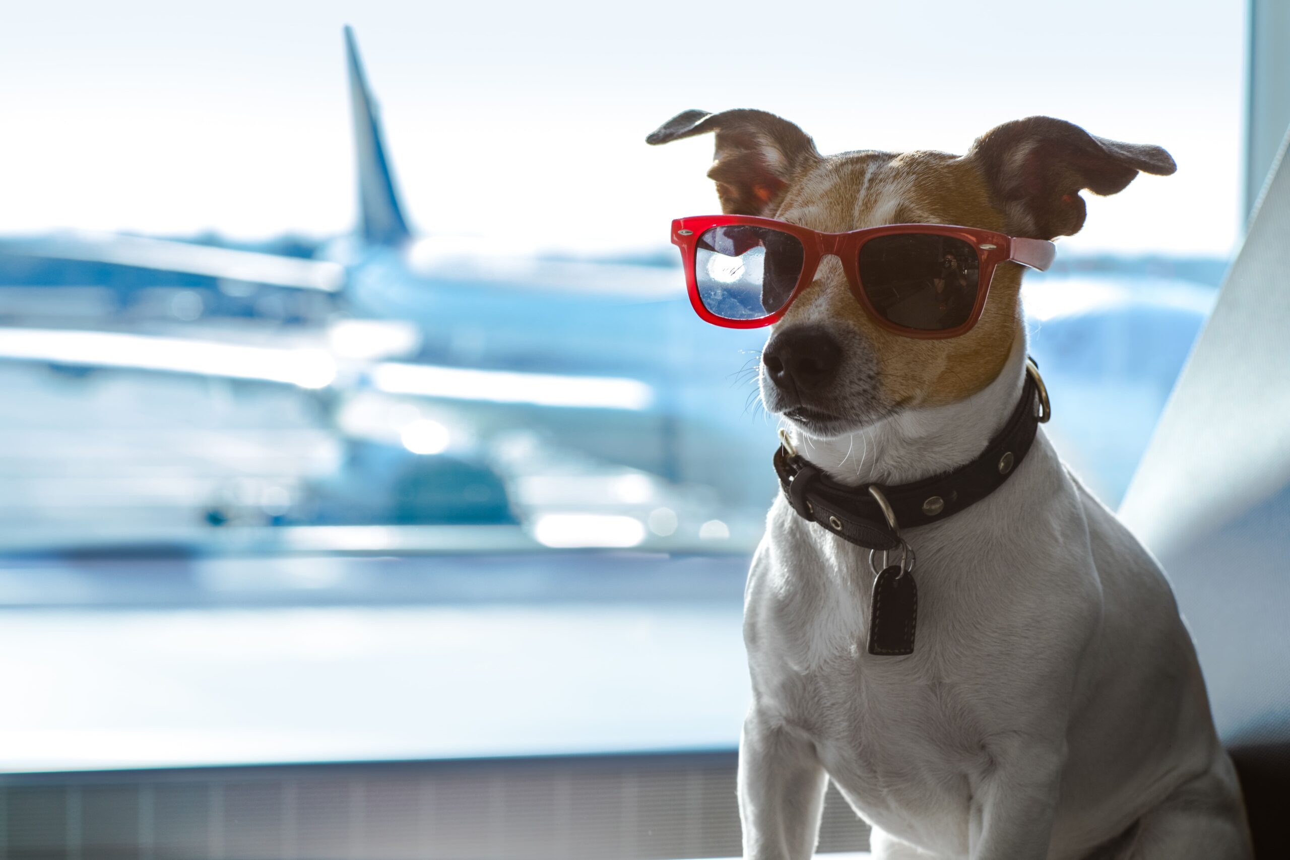 Tutte le regole per viaggiare in aereo in compagnia degli animali domestici