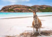 Kangaroo Island: tutto quello che c'è da sapere